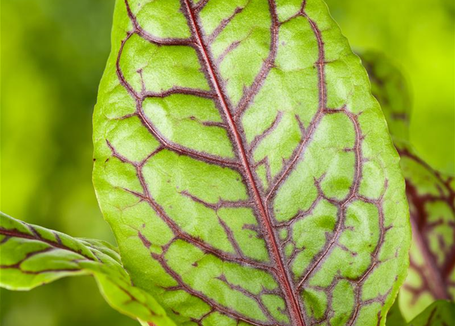 Rumex acetosa