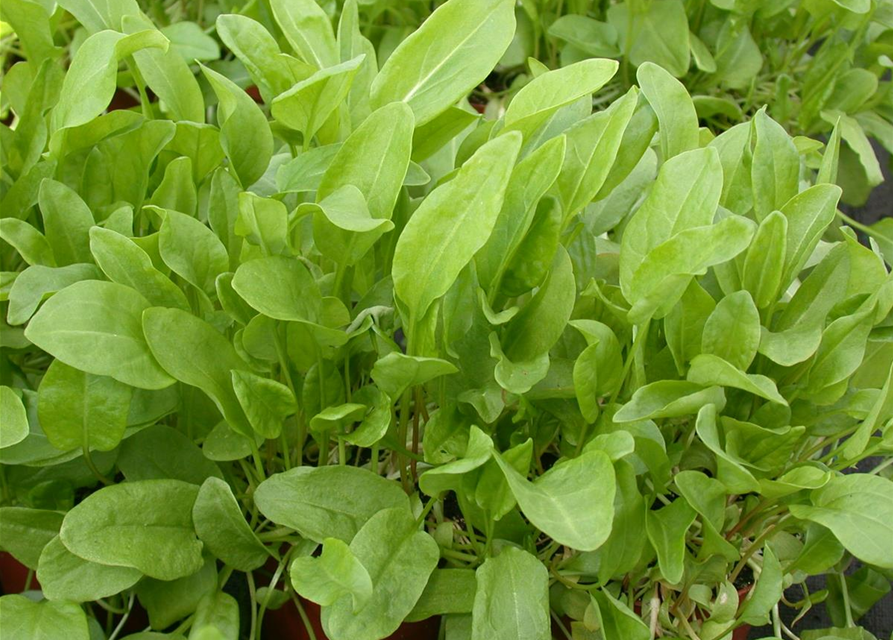 Rumex acetosa