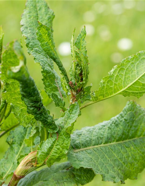 Rumex acetosa