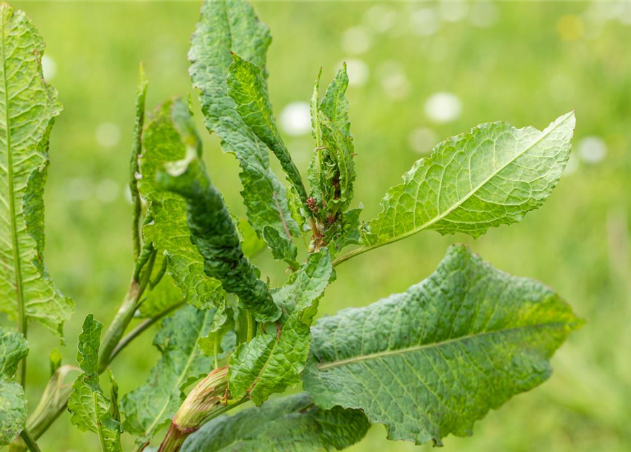 Rumex acetosa