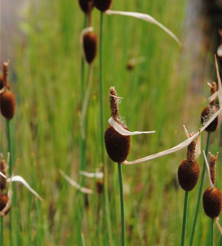 Typha minima