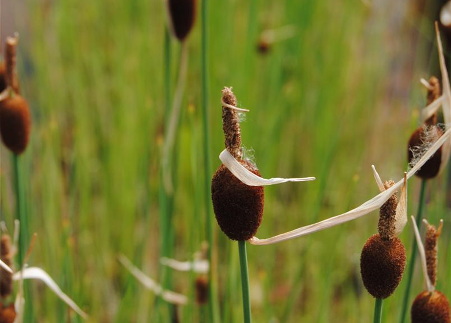 Typha minima