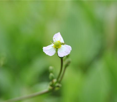 Sagittaria sagittifolia