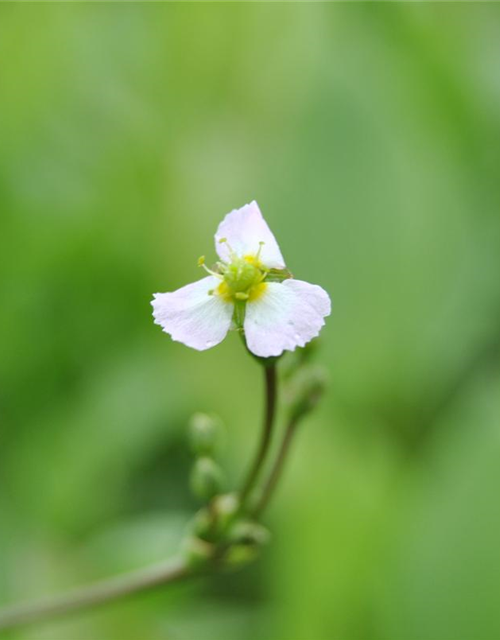 Sagittaria sagittifolia