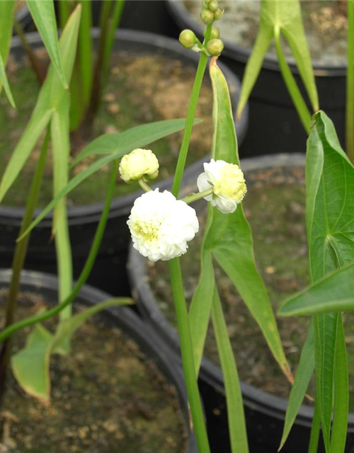 Sagittaria sagittifolia