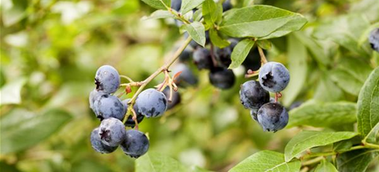 Vaccinium corymbosum