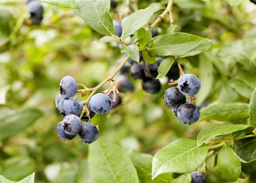 Vaccinium corymbosum