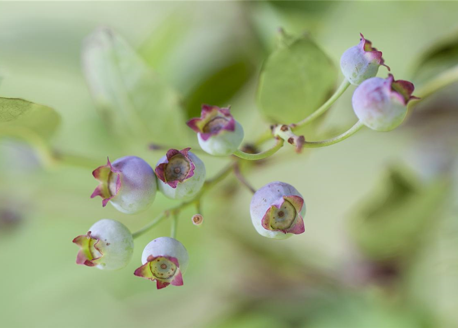 Vaccinium corymbosum