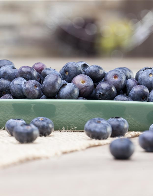 Vaccinium myrtillus