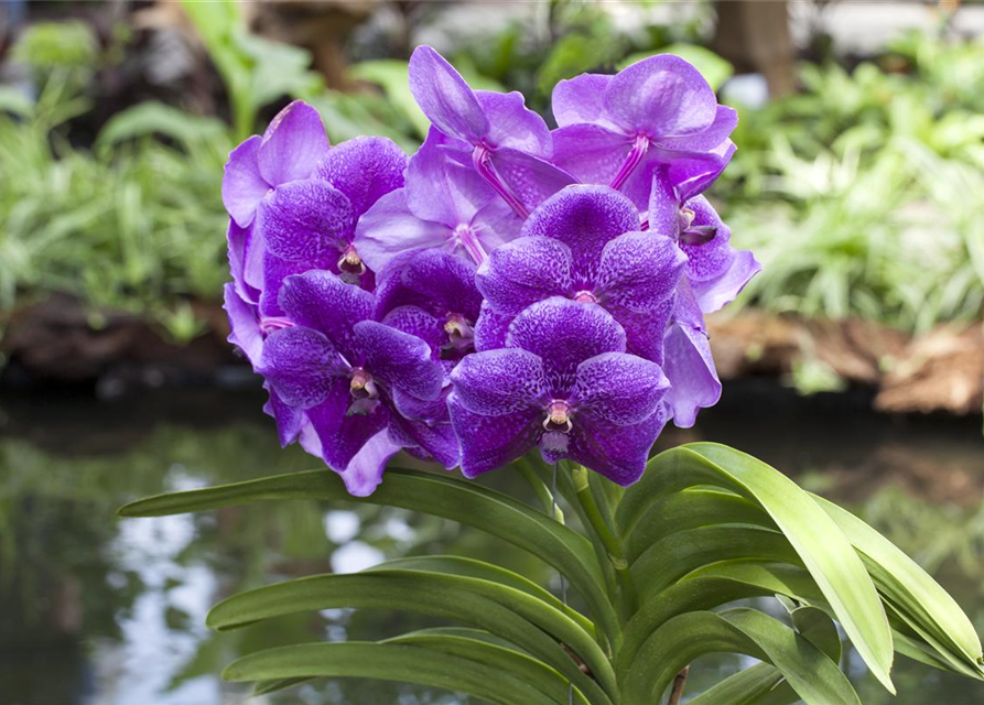 Vanda