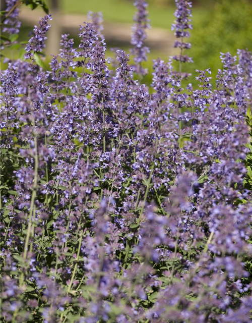 Salvia nemorosa