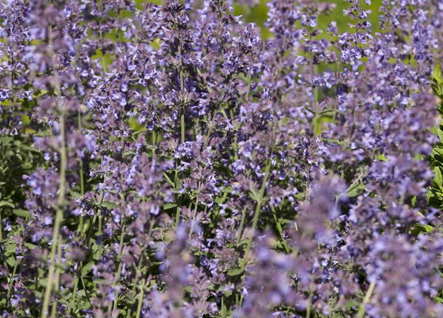 Salvia nemorosa