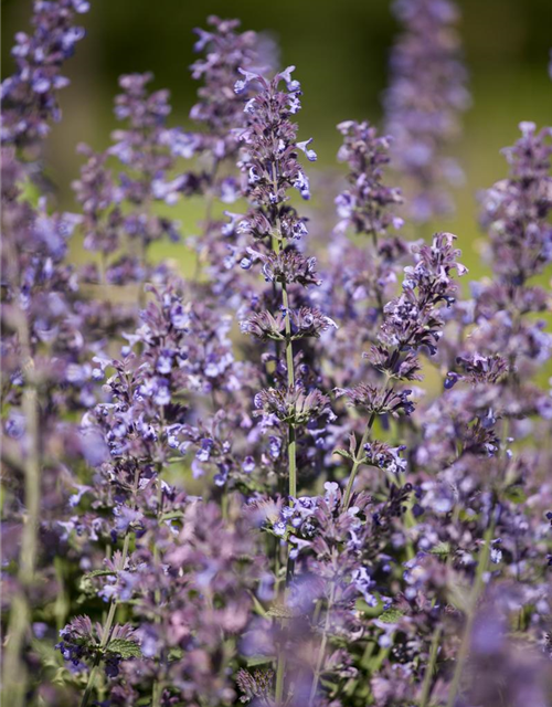 Salvia nemorosa