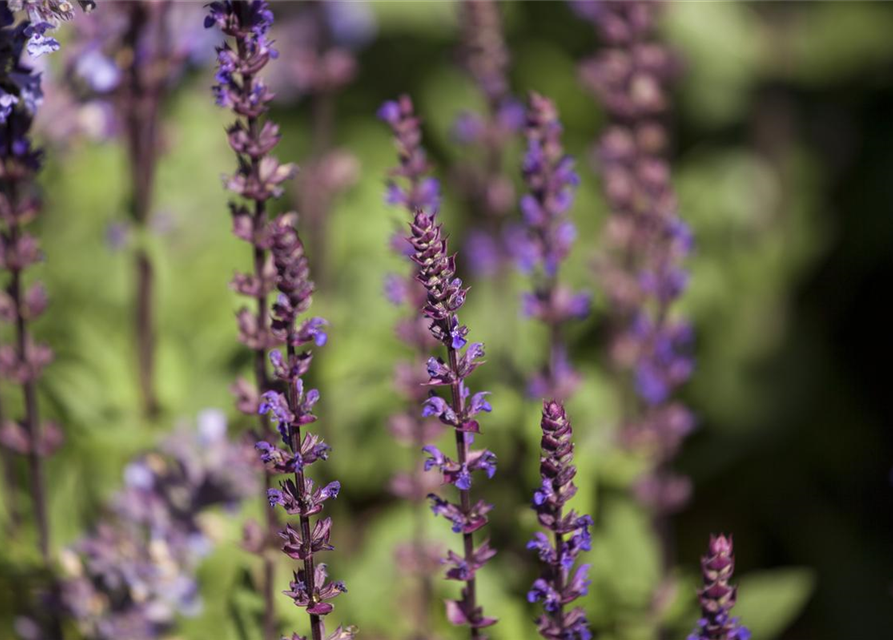 Salvia nemorosa