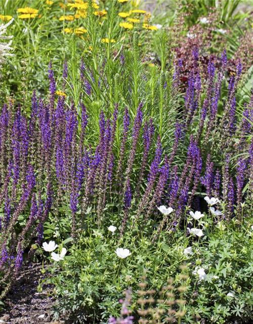 Salvia nemorosa