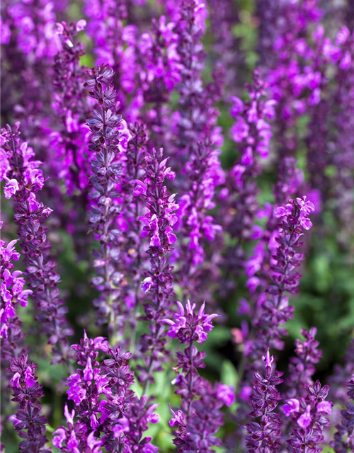 Salvia nemorosa