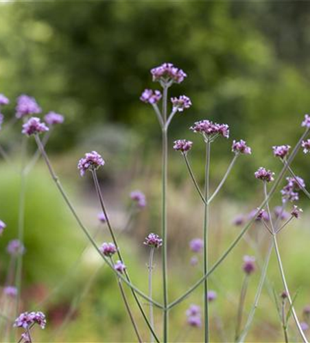 Verbena bonariensis