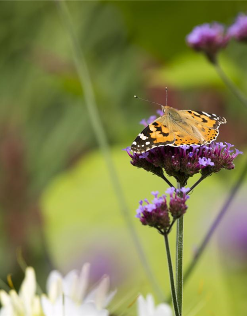 Verbena bonariensis