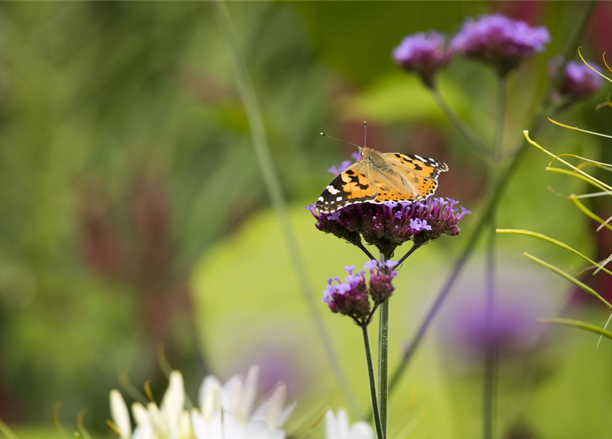 Verbena bonariensis