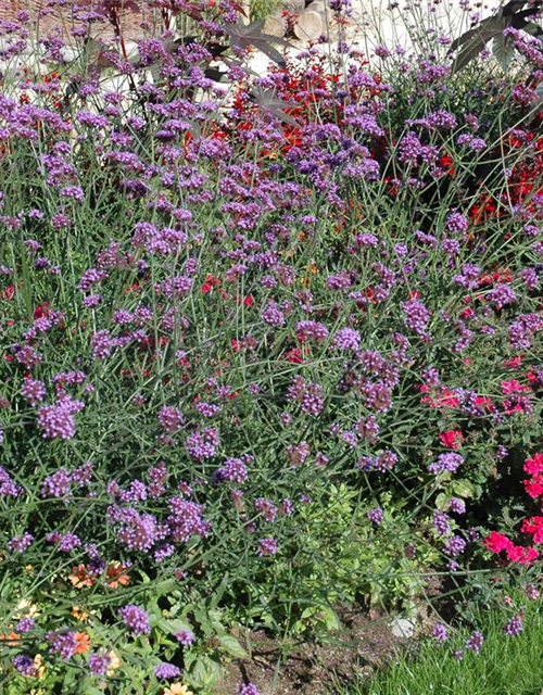 Verbena bonariensis