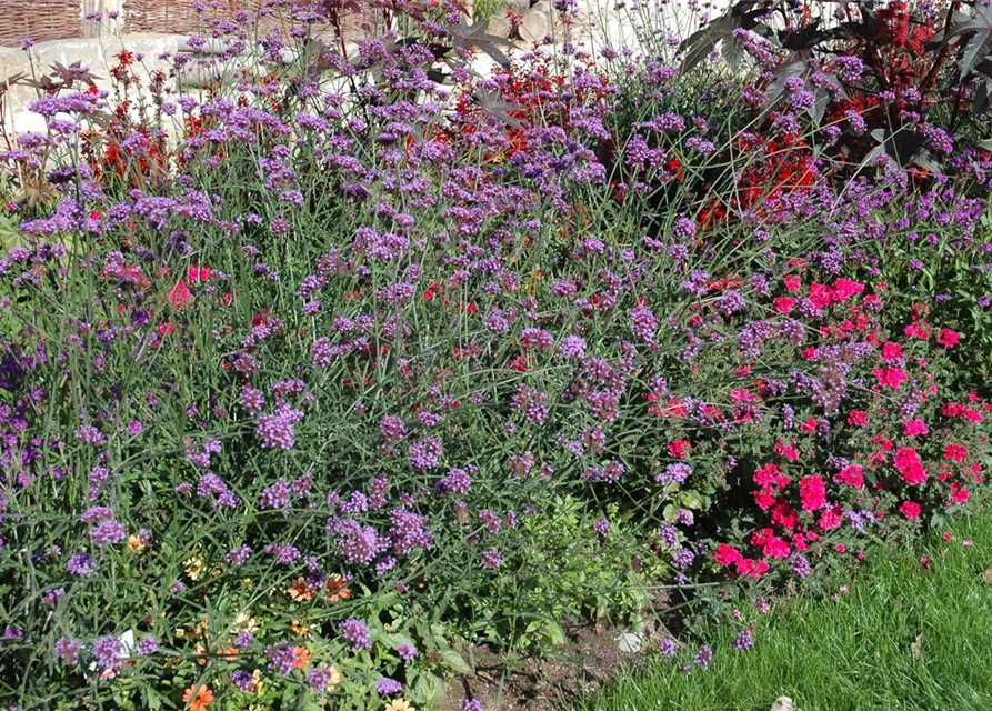 Verbena bonariensis