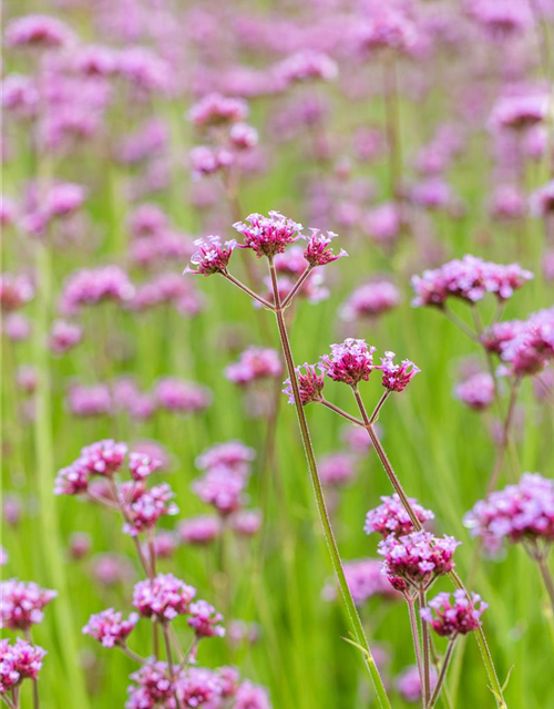 Verbena bonariensis