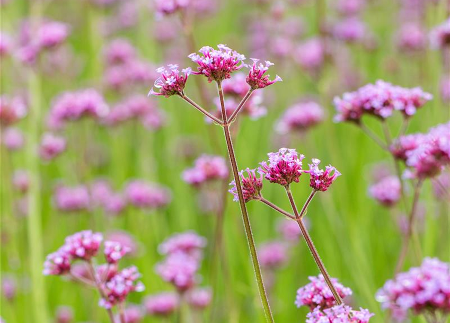 Verbena bonariensis