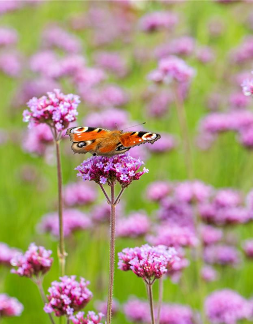 Verbena bonariensis