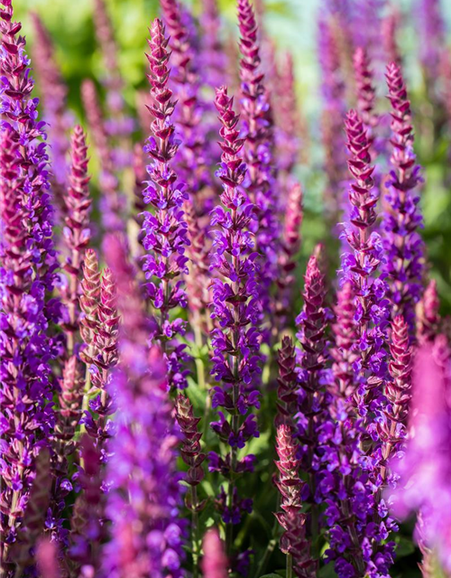 Salvia nemorosa 'Ostfriesland'