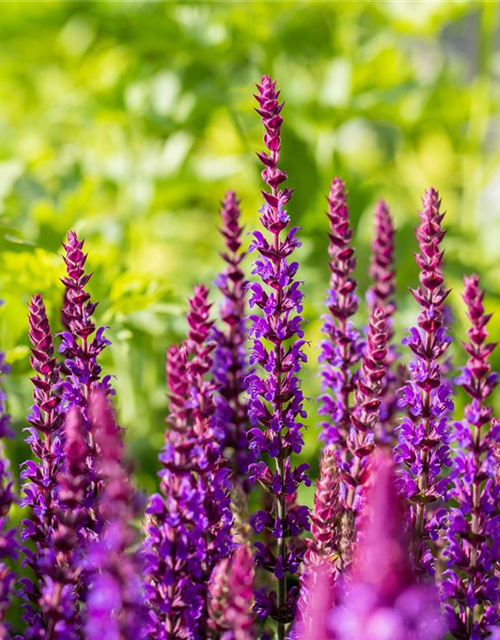 Salvia nemorosa 'Ostfriesland'