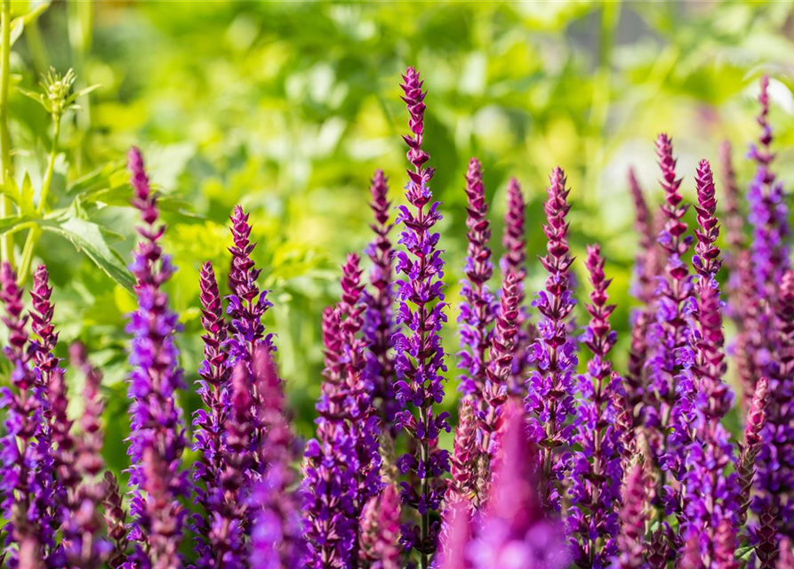 Salvia nemorosa 'Ostfriesland'