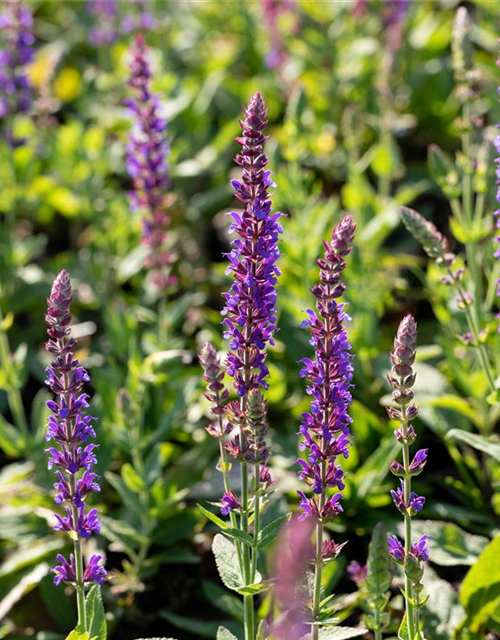 Salvia nemorosa 'Ostfriesland'