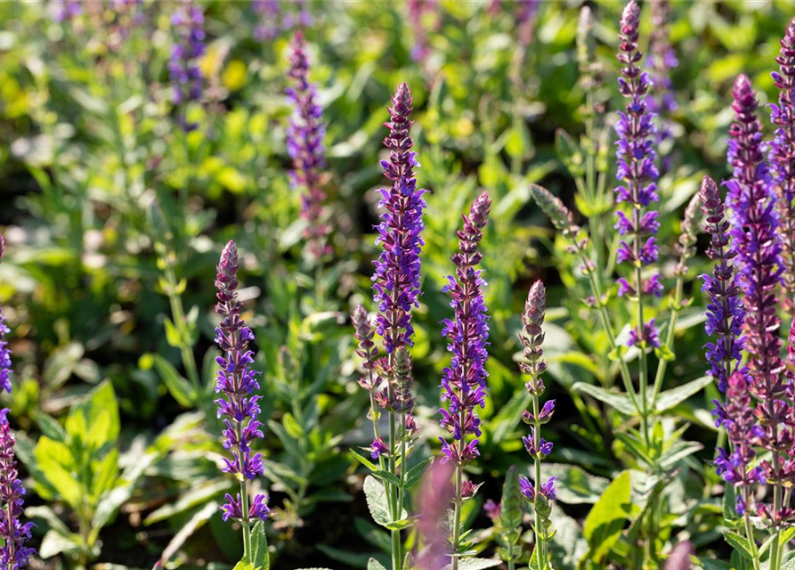 Salvia nemorosa 'Ostfriesland'