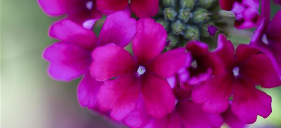 Verbena Hybride