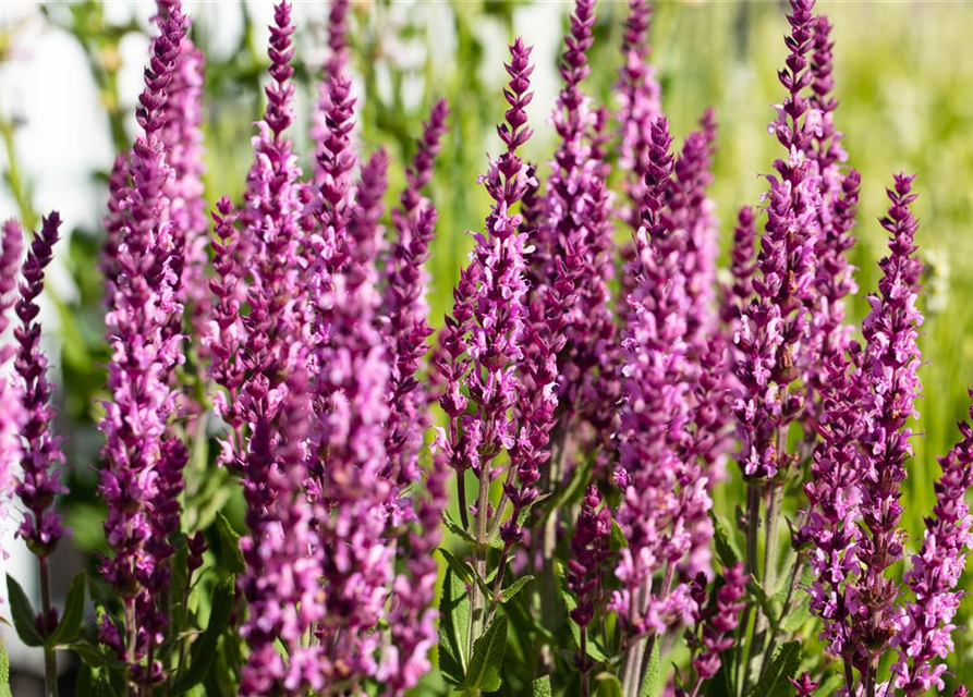 Salvia nemorosa, rosa