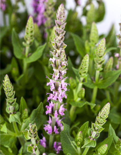 Salvia nemorosa, rosa