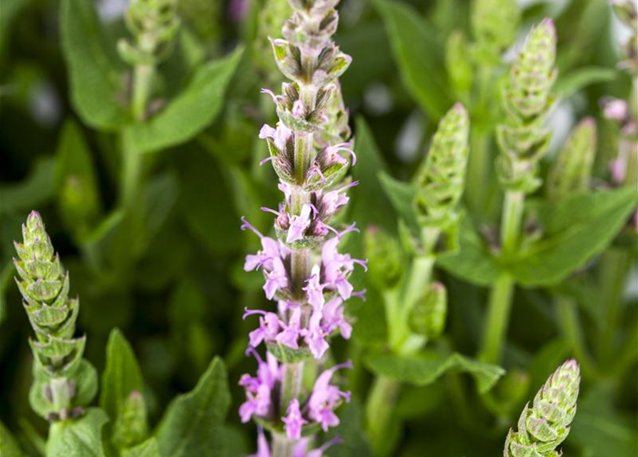 Salvia nemorosa, rosa