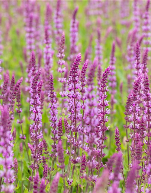 Salvia nemorosa, rosa