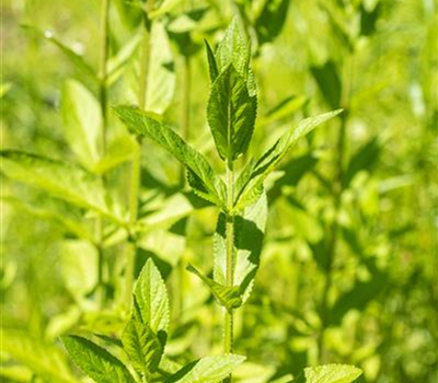 Stachys palustris