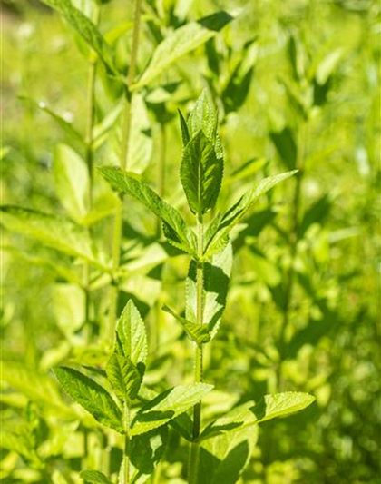 Stachys palustris