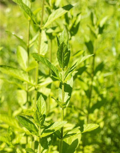 Stachys palustris