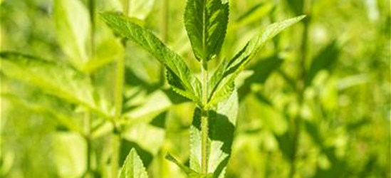 Stachys palustris