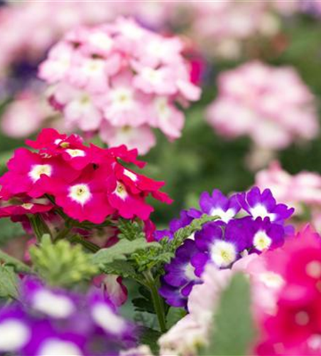 Verbena 'Trixi'®