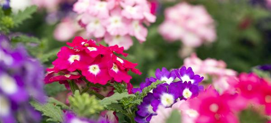 Verbena 'Trixi'®