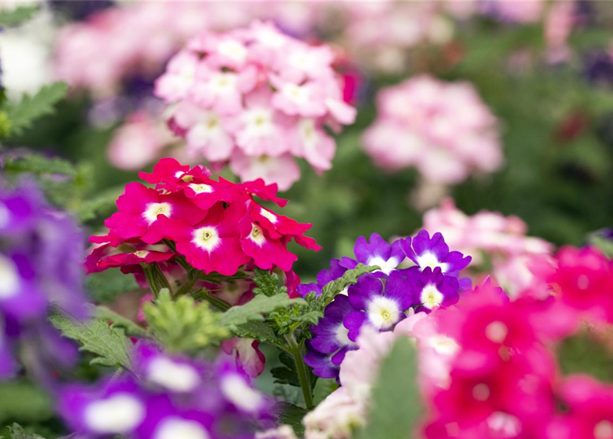 Verbena 'Trixi'®