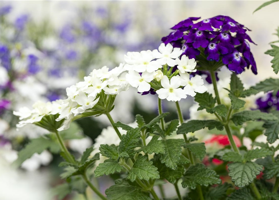 Verbena 'Trixi'®