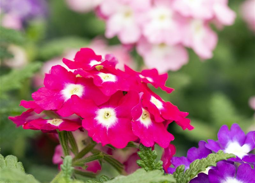 Verbena 'Trixi'®