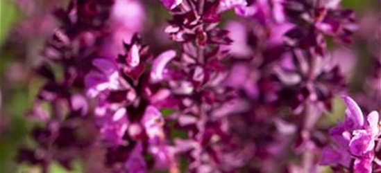 Salvia nemorosa, rot