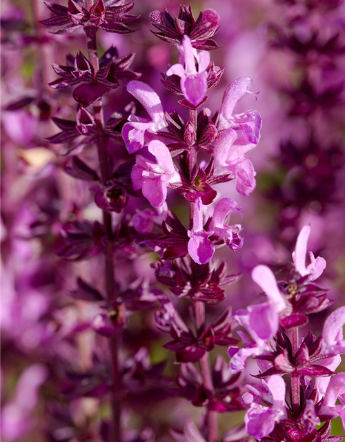 Salvia nemorosa, rot