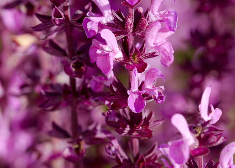 Salvia nemorosa, rot